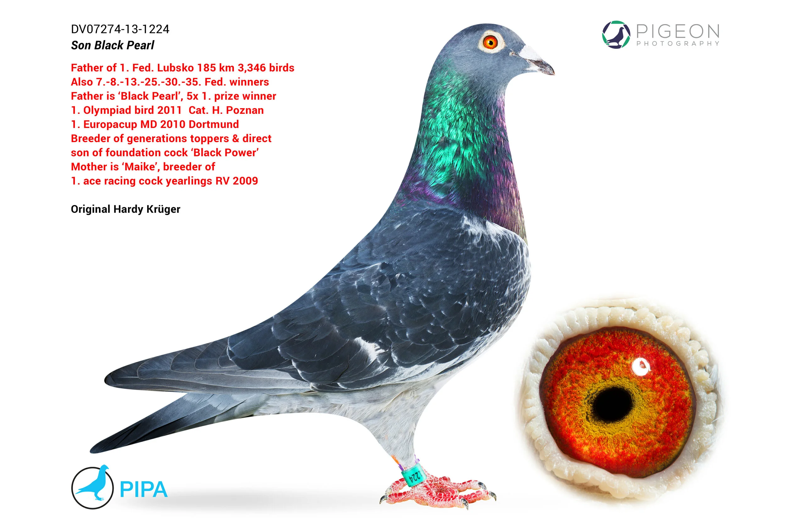 Breeders — Aztec Loft